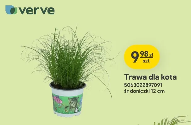 Trawa dla kota Verve promocja w Castorama