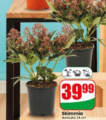 Skimmia promocja w Dino