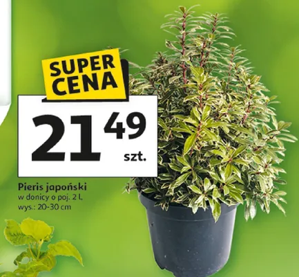 Pieris japoński w donicy promocja w Auchan