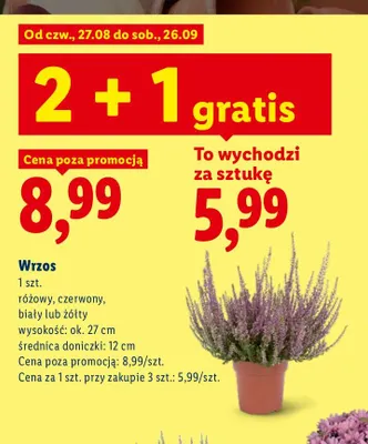 Wrzos promocja w Lidl