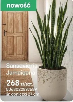 Sansevieria Jamaican promocja w Castorama