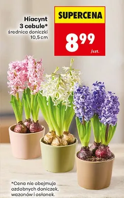 Hiacynt 3 cebule średnica doniczki 10,5 cm promocja w Biedronka