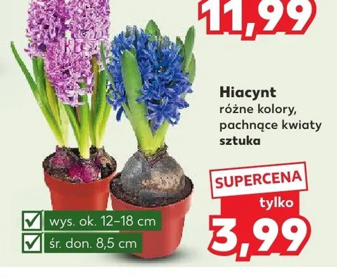 Hiacynt różne kolory promocja w Kaufland