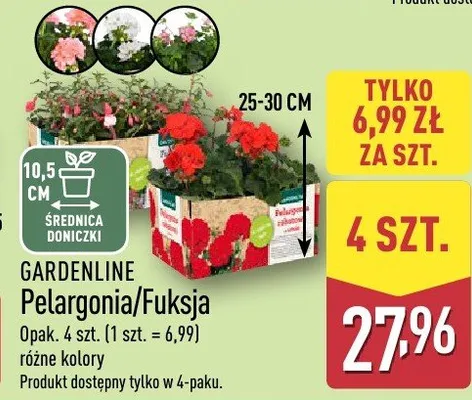 Pelargonia/Fuksja promocja w Aldi