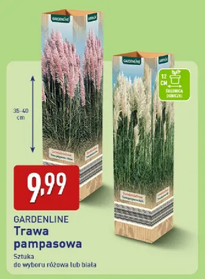 Trawa pampasowa promocja w Aldi