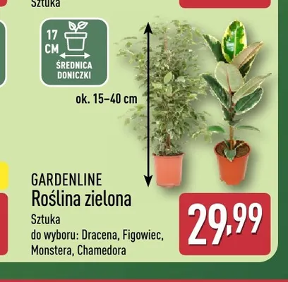 Roślina zielona Figowiec Gardenline promocja w Aldi