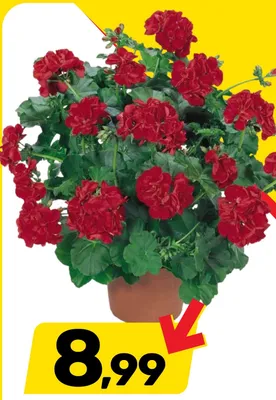 Pelargonia bluszczolistna Ville de Paris Red promocja w Bricomarche