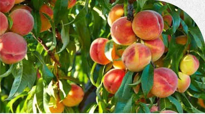 Katalog ogród, strona 128 promocja w Bricomarche