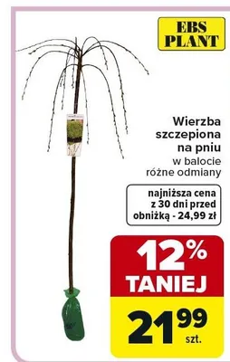 Wierzba szczepiona na pniu w balocie różne odmiany promocja w Carrefour