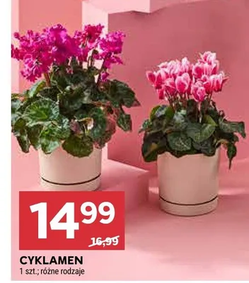 Cyklamen promocja w Stokrotka