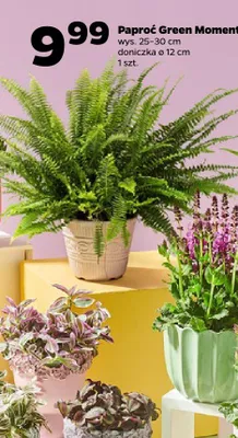 Paproć Green Moment wys. 25-30cm doniczka ø 12cm promocja w Netto
