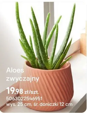 Aloes zwyczajny promocja w Castorama