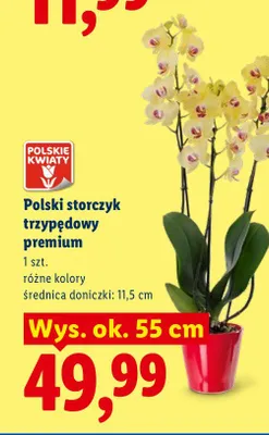 Polski storczyk trzypędowy premium promocja w Lidl