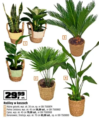 Rośliny w koszach różne gatunki, Palma Livistona, Aglaonema, Bananowiec, Strelicja promocja w OBI
