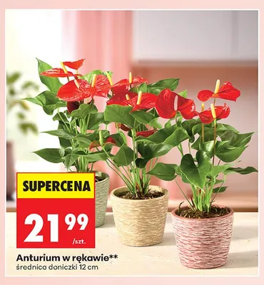 Anturium w rękawie średnica doniczki 12cm promocja w Biedronka