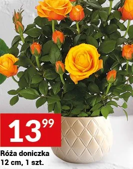 Róża doniczka 12 cm, 1 szt. promocja w Twój Market