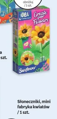 Słoneczniki mini fabryka kwiatów promocja w Dzień Dziecka