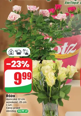 Róża promocja w Dino