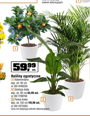 Rośliny egzotyczne palma Areka wys. ok. 130 cm promocja w OBI