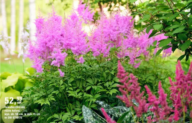 Tawułka chińska różne kolory promocja w OBI