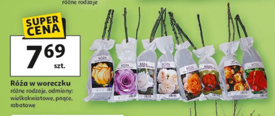 Róża w woreczku różne rodzaje odmiany: wielkokwiatowe, pnące, rabatowe promocja w Auchan