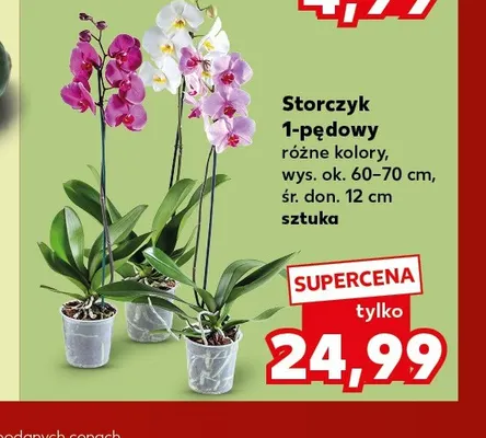 Storczyk 1-pędowy promocja w Kaufland