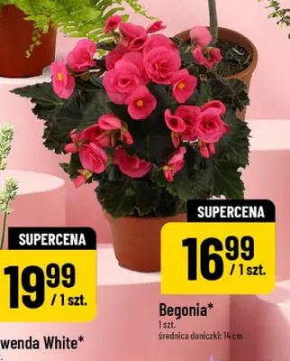 Begonia średnica doniczki: 14cm promocja w POLOmarket