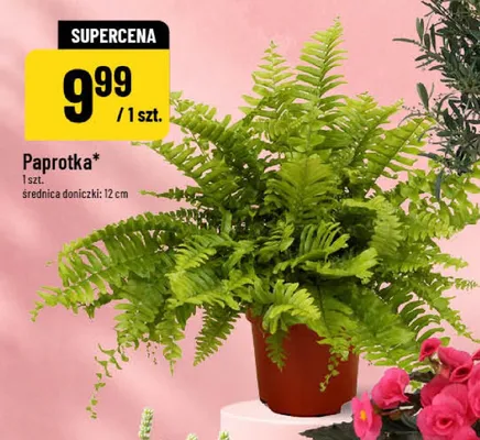 Paprotka średnica doniczki: 12cm promocja w POLOmarket