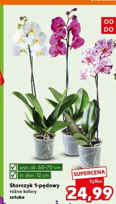 Storczyk 1-pędowy promocja w Kaufland