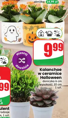 Kalanchoe w ceramice Halloween promocja w Dino