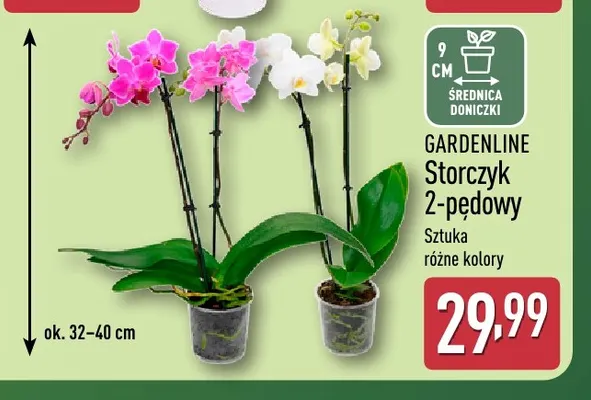 Storczyk 2-pędowy Gardenline promocja w Aldi