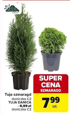 Tuja szmaragd doniczka C2 promocja w Carrefour