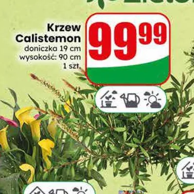 Krzew Calistemon promocja w Dino
