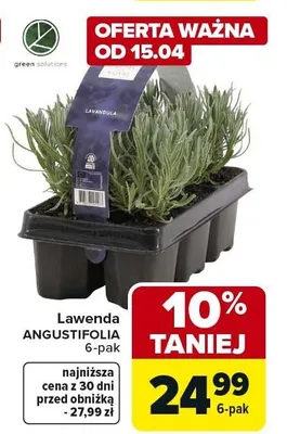 Lawenda ANGUSTIFOLIA 6-pak promocja w Carrefour