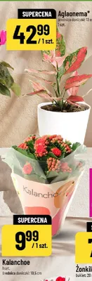 Aglaonema promocja w POLOmarket