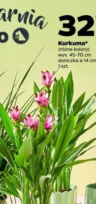 Kurkuma promocja w Netto
