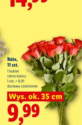 Róże promocja w Lidl