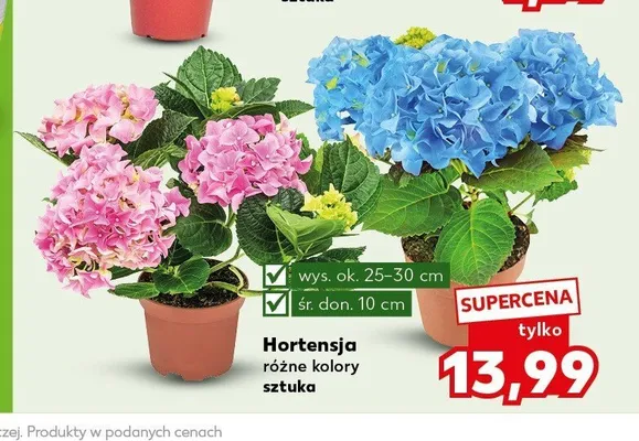 Hortensja promocja w Kaufland