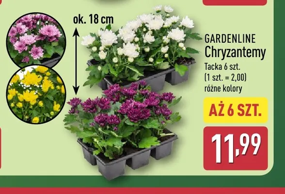 Chryzantemy Gardenline promocja w Aldi