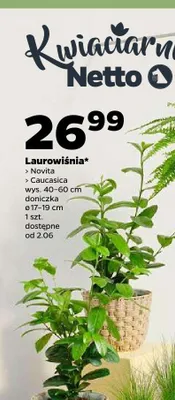 Laurowiśnia promocja w Netto
