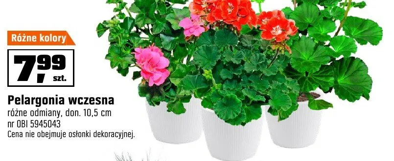 Pelargonia wczesna różne odmiany, don. 10,5 cm OBI promocja w OBI