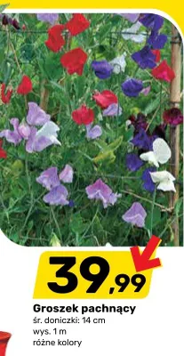 Gazetka, strona 11 promocja w Bricomarche