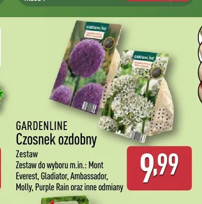 Czosnek ozdobny Purple Rain Gardenline promocja w Aldi