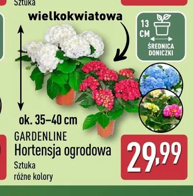 Hortensja ogrodowa wielkokwiatowa GARDENLINE promocja w Aldi