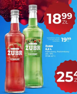 Żubr kaktusowy promocja w Duży Ben