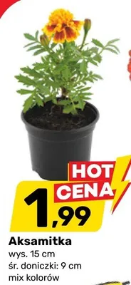 Aksamitka promocja w Bricomarche