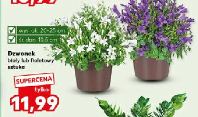 Dzwonek biały lub fioletowy promocja w Kaufland