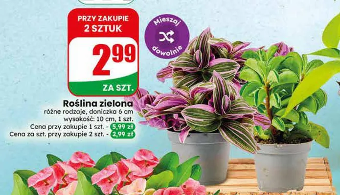 Roślina zielona promocja w Dino