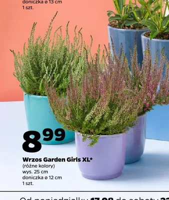Wrzos Garden Girls Xl promocja w Netto