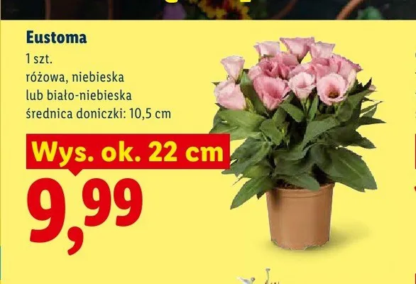 Eustoma biało-niebieska promocja w Lidl